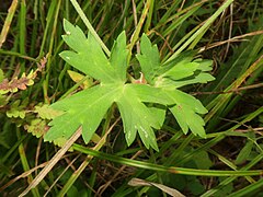 茎葉はふつう対生し、葉身は円形から腎形で、5-7中-深裂し、裂片は菱形になり、さらに切れ込む。