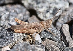 Chorthippus brunneus