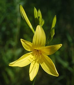 Keltapäivänlilja (Hemerocallis lilioasphodelus)