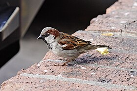 Passer domesticus (macho)