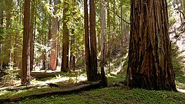 Montgomery Woods