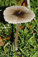 Vieux spécimen de Mycena purpureofusca