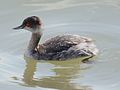 Grebe: not a duck