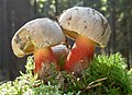 Schönfuß-Röhrling (Boletus calopus)