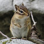 シマリス