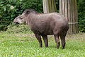 Tapirus terrestris