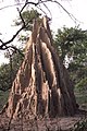 Termitière du nord de la Côte d'Ivoire, dans le département de Boundiali - Korhogo (Région des savanes).