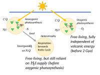 Early heterotrophs used Krebs cycle respiration; then oxygenic photosynthesis gave full independence of volcanic energy.[7]