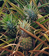 Ananas