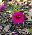 Floriamientu de la variedá de Calibrachoa «Noa Magenta»