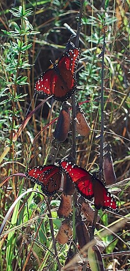 Danaus gilippus