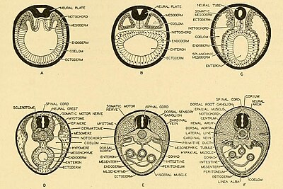 Embryogenese en ontwikkelingsfysiologie bij gewervelden