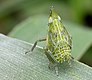 nymphal Dictyophara europaea (Dictyopharidae)