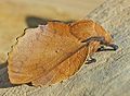 Gastropacha quercifolia Eikenblad