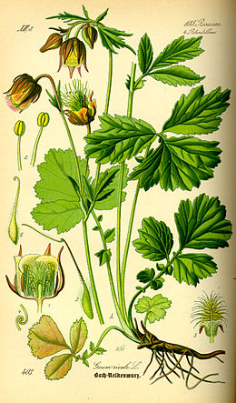 Raudonoji žiognagė (Geum rivale)