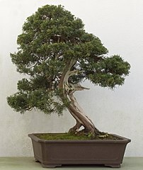 As a 250-year-old bonsai in the Birmingham Botanical Gardens