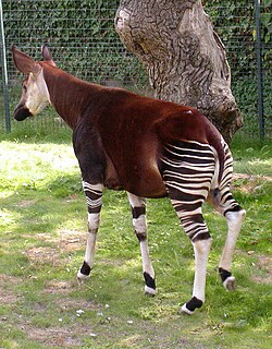 Okapi Okapia johnstoni Foto: Adrian Pingstone, 2003