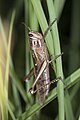 Bombay locust