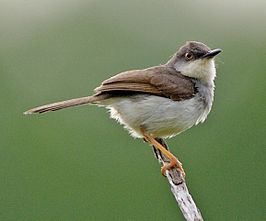 Grijsborstprinia