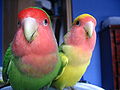 Left: Wild type Right: Pied Green mutation