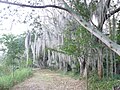 Image 31Laguna de Sonso tropical dry forest in Northern Andes (from Andes)