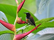 sunbird with brownish upperparts, whitish underparts, metallic blue face and throat, and orange chest