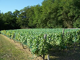 Le vignoble d'Auteuil.