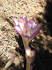 <center>Colchicum cilicicum</center>