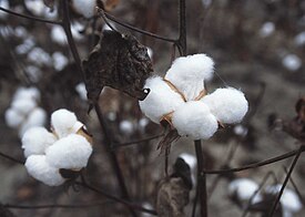 Teksasinpuuvilla (Gossypium hirsutum)