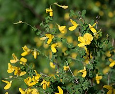 Genista (Cytisophyllum sessilifolium)