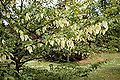 young tree in flower