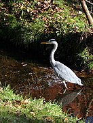 Szürke gém a Seny-parkban, a Woluwe vizében