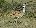 Macqueen's bustard