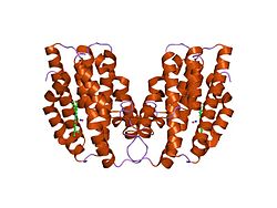 Hämoxygenase