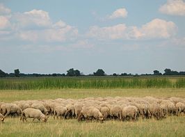 Nationaal park Hortobágy