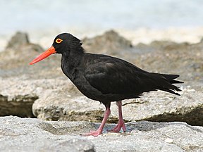 Ruß-Austernfischer (Haematopus fuliginosus)