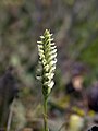 Spiranthes romanzoffiana