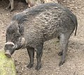 Visayan warty pig