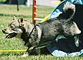 Swedish Vallhund