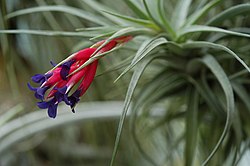 Tillandsia aeranthos.jpg