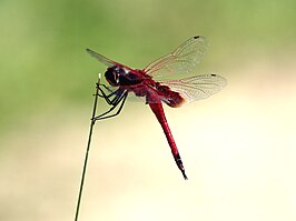 Tramea stenoloba