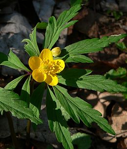 Geltonžiedė plukė (Anemone nemorosa)