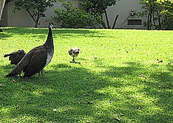 Peafowl, a symbol of Arcadia, walking on a lawn in Arcadia