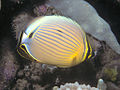 Oval butterflyfish Chaetodon (Corallochaetodon) lunulatus