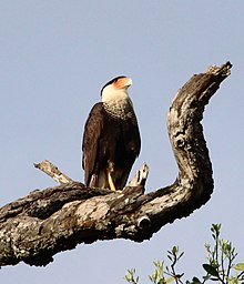 Caracara cheriway en Tamaulipas, México.