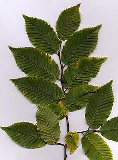 Foliaro de eŭropa karpeno Carpinus betulus