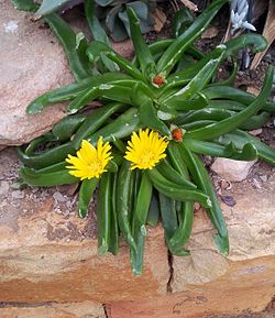 Glottiphyllum longum