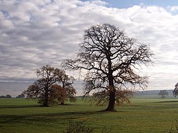 Veelböken – Veduta