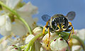 9. A kaparódarazsak (Sphecidae sp.) családjába tartozó Ectemnius lapidarius (javítás)/(csere)