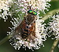 Infraordre Tabanomorpha, família Tabanidae